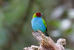 Bay-headed Tanager