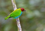 Bay-headed Tanager