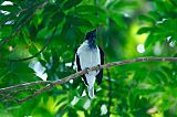 Bearded Bellbirdborder=