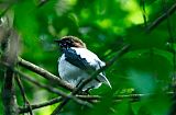 Bearded Bellbirdborder=