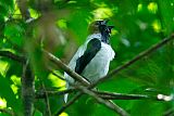 Bearded Bellbirdborder=