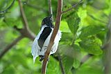 Bearded Bellbirdborder=