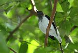 Bearded Bellbirdborder=