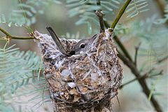 Bell's Vireo