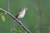 Bell's Vireo