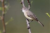 Bell's Vireo