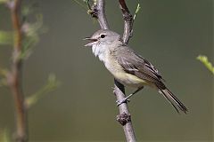 Bell's Vireo