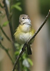 Bell's Vireo