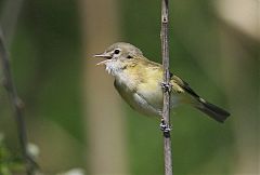 Bell's Vireo