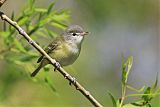 Bell's Vireo