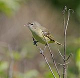 Bell's Vireo