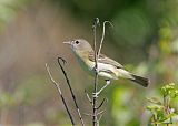 Bell's Vireo