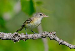 Bell's Vireo