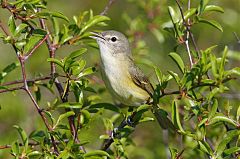 Bell's Vireo