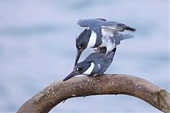 Belted Kingfisher