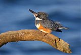 Belted Kingfisher