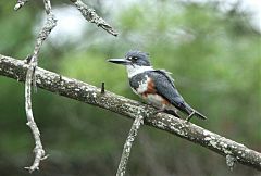 Belted Kingfisher