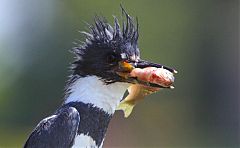 Belted Kingfisher