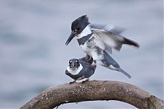 Belted Kingfisher