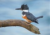 Belted Kingfisher