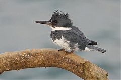 Belted Kingfisher