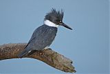 Belted Kingfisher