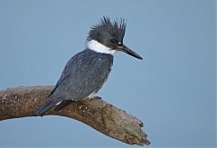 Belted Kingfisher