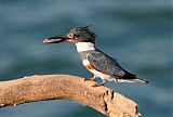 Belted Kingfisher