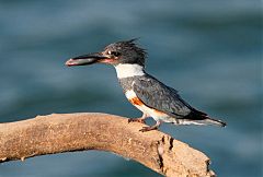 Belted Kingfisher