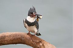 Belted Kingfisher