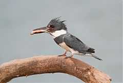 Belted Kingfisher