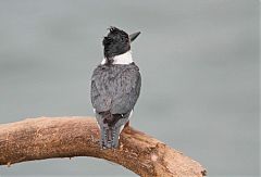 Belted Kingfisher