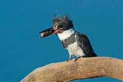 Belted Kingfisher