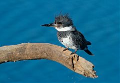 Belted Kingfisher