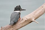 Belted Kingfisher