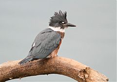 Belted Kingfisher