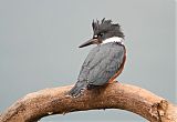 Belted Kingfisher