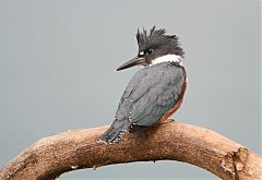 Belted Kingfisher