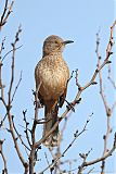 Bendire's Thrasher