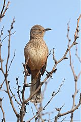 Bendire's Thrasher