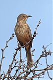 Bendire's Thrasher