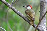 Bennett's Woodpecker