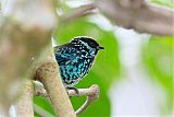 Beryl-spangled Tanager