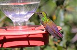 Berylline Hummingbird