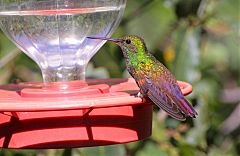 Berylline Hummingbird