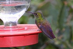 Berylline Hummingbird