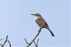 Bewick's Wren