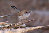 Bewick's Wren