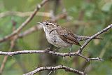 Bewick's Wren