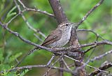 Bewick's Wren